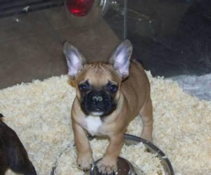 French Bulldog Fawn Styles Male AKC Puppy Available