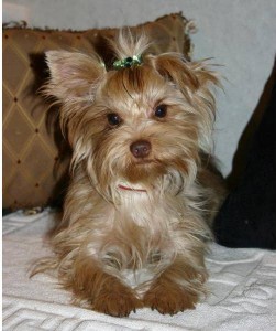 Awesome X-Mass Chocolate TEACUP Yorkie Puppies For Re homing
