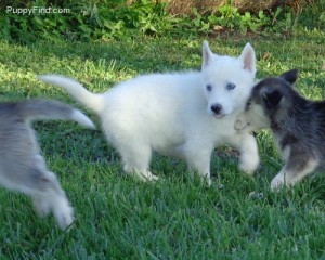 potty train siberian husky puppies pls text me @ 413-489-2502