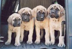 ***** XMAS MASTIFF PUPPIES FOR YOUR HOME****