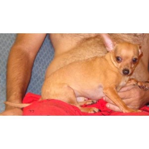nice chihuahua puppies for adoption