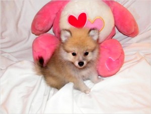 Affordable Teacup Pomeranian   puppies for Re-homing