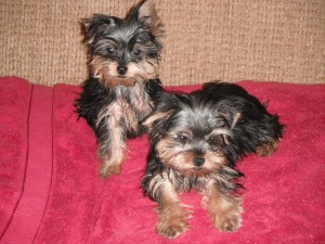 Beautiful Yorkie Puppies Available