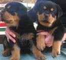 German Rottweiler Puppies For Sale AKC Registered Available Now!