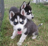 siberian huskies for rehoming