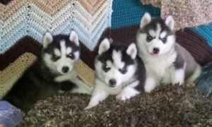 Adorable blue eyes siberian husky puppies