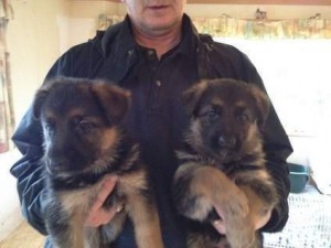 Adorable German shepherd puppies