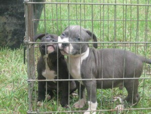 merican Pitbull Puppies Available Now
