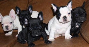 French Bulldog Puppies