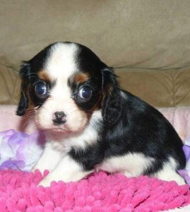 Cute Cavalier King Charles Spaniel Puppies