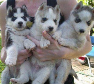 Charming Loving siberien husky puppies