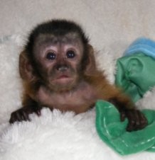 Diaper Trained Capuchin Monkeys For Sale