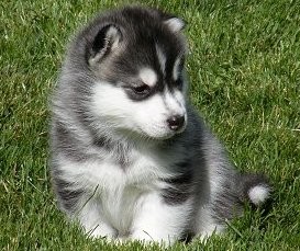 Siberian husky puppy