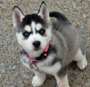 12weeks old Siberian husky puppies.