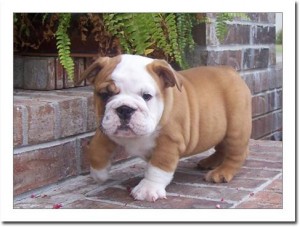FREE !!! CHEAP and HEALTHY !! AKC English BULLDOG Puppies Available !!text us with your email via 5417257493