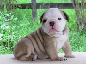 ,Talented English Bulldog Puppies For Adoption