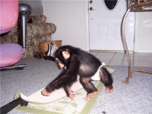 Sweet baby chimpanzee monkeys