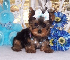 Lovely teacup Yorkie puppies to any loving and caring family text us with your email via 5417257493