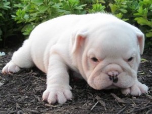 AKC English Bulldog Puppies For Adoption