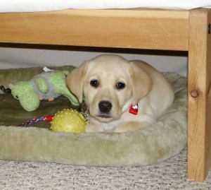 Well breed Labrador Retriever puppies!!