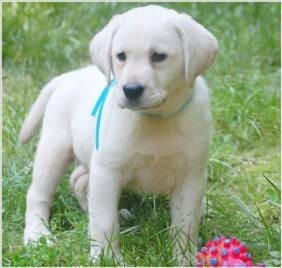 Labrador puppies for your home