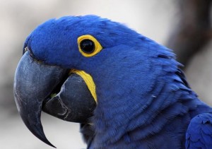 MALE AND FEMALE BLUE MACAWS PARROTS LOOKING GOOD HOME