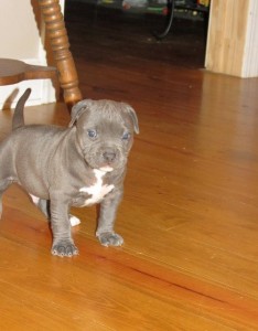 Two American pitbulld puppies Urgently needs a new home
