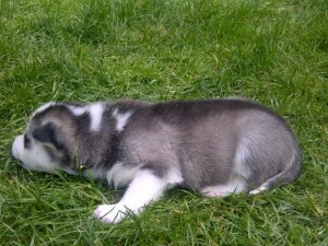 baby huskies