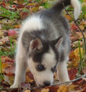 Awesome Male and Female Siberian Husky puppies for Sale