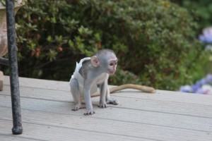 capuchin monkeys which I want to give out for adoption.