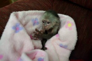 Healthy Well Trained Capuchin and Marmoset Monkeys Available!!