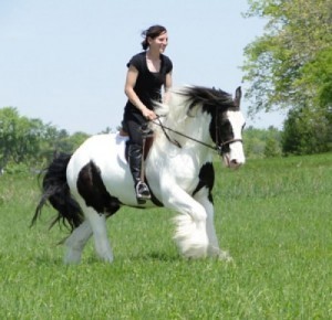 gypsy horses for adoption