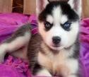 Adopt Your Siberian Husky Puppy Today;queen
