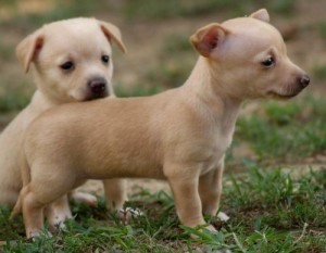 Chihuahua Puppies