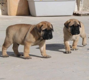 Stunning Litter Of Pedigree Bull-mastiff Puppies