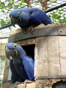Tamed Hyacinth Macaw Parrots