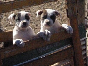 American Bulldog Pups