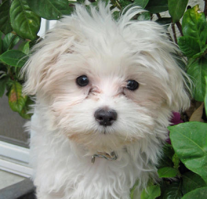 Nice maltese purebreed puppy