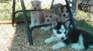 Amazing Siberian Husky puppies Available Now