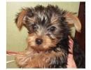 2 yorkie puppy available for fee adoption