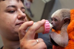 WELL TRAINED BABY MONKEY -250(babyrayandpatricia@yahoo.com)