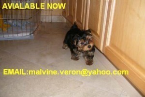 ADORABLE Home Trained Yorkie puppies for adoption EMAIL====malvine.veron@yahoo.com Adorable Teacup yorkies puppies male and fema