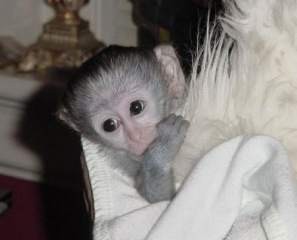 CHARMING BABY CAPUCHIN MONKEYS AVAILABLE FOR FREE ADOPTION
