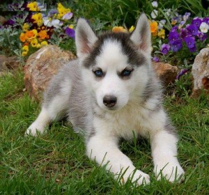 Siberian Husky puppies Available for adoption