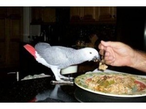 ***African grey parrots for adoption***