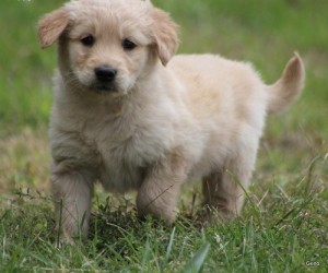 Plaful and Charming Golden Retriever Puppies Seeking New Homes