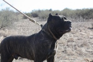 Ambullneo Mastiff Puppies