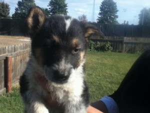 puppies german shepherd panda