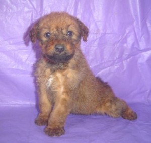 Irish Terrier Pups