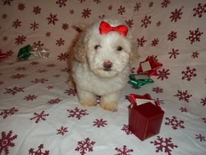 Holiday Puppies!!! Maltipoo, Yorkiepoo, Poodle, and Designer Chihuahua